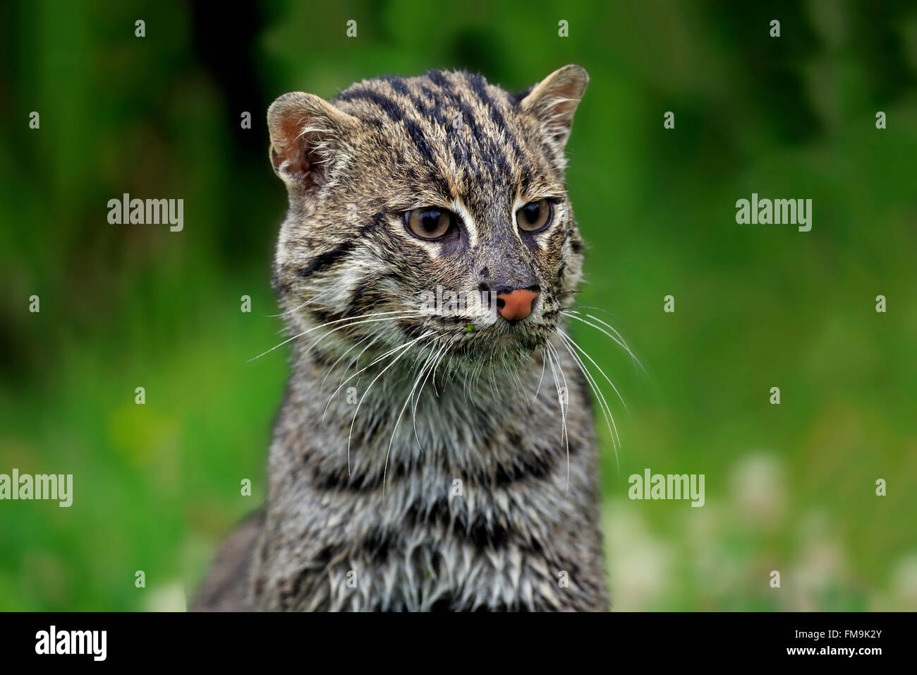 La pesca Cat, Asia / (Prionailurus viverrinus) Foto Stock