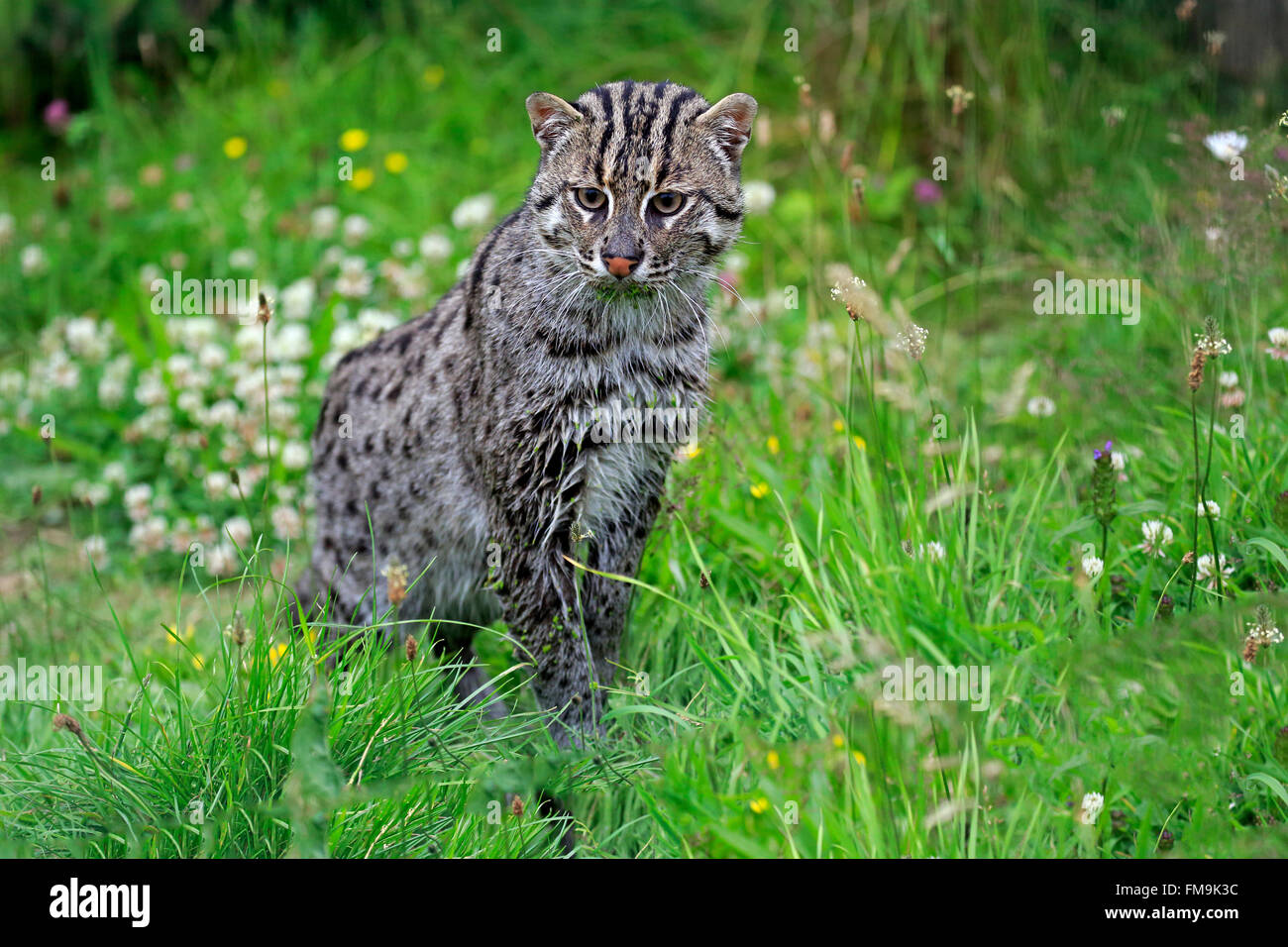 La pesca Cat, Asia / (Prionailurus viverrinus) Foto Stock