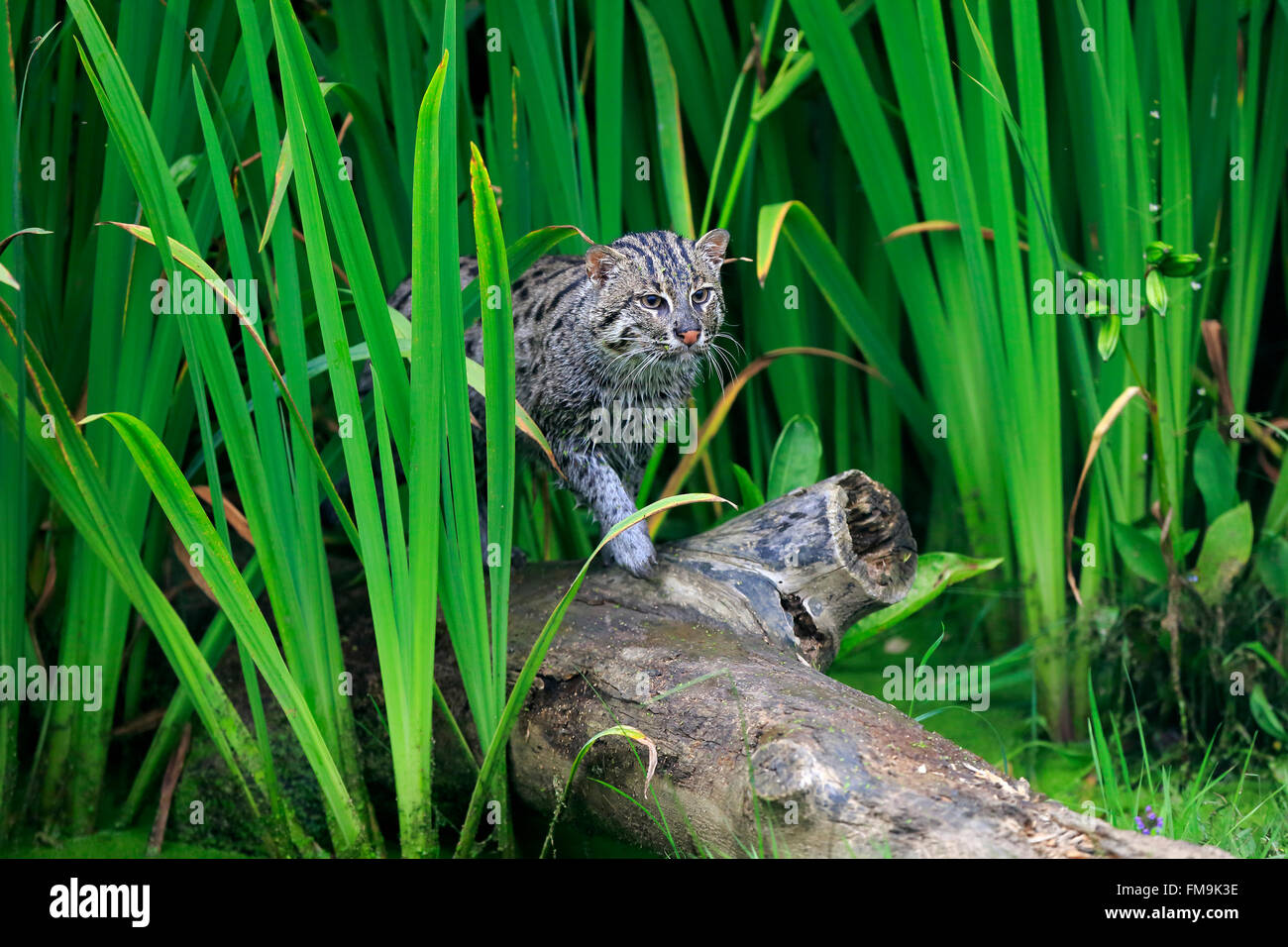 La pesca gatto adulto stalking ad acqua, Asia / (Prionailurus viverrinus) Foto Stock