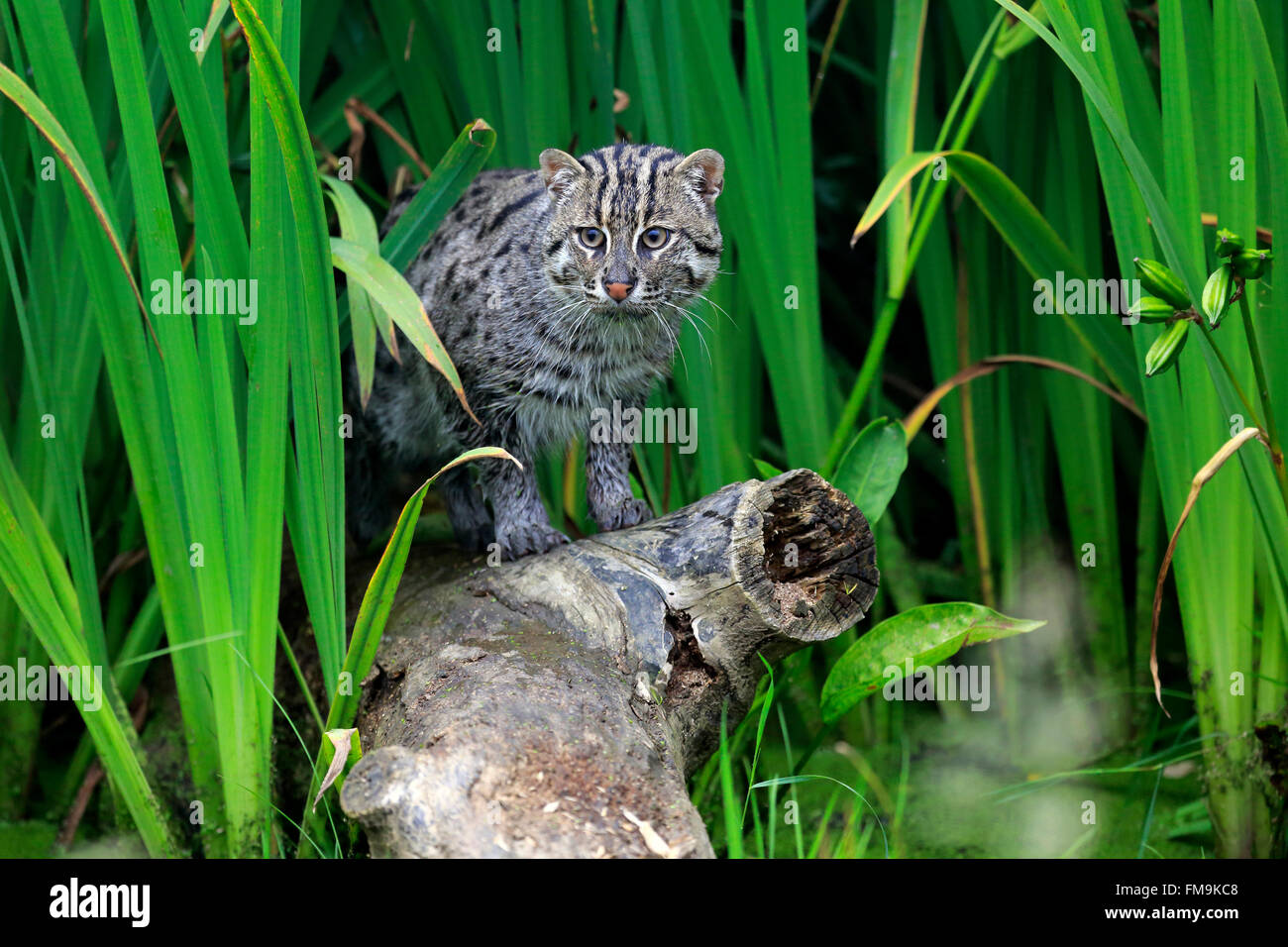 La pesca gatto adulto ad acqua, Asia / (Prionailurus viverrinus) Foto Stock