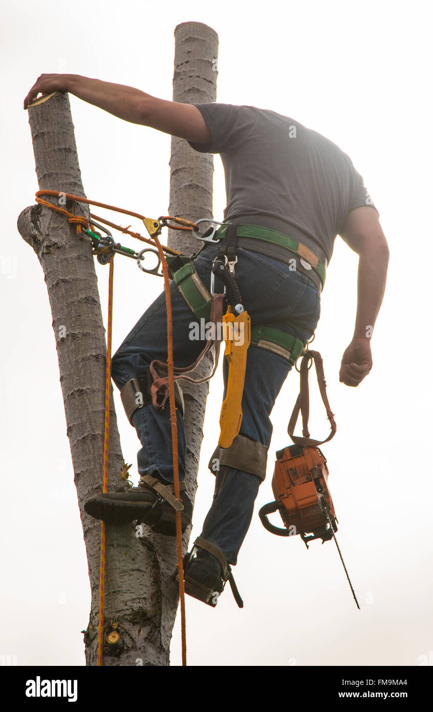 Rifinitore ad albero con sega a catena segare pioppi neri americani di albero in esterni. Stati Uniti d'America Foto Stock