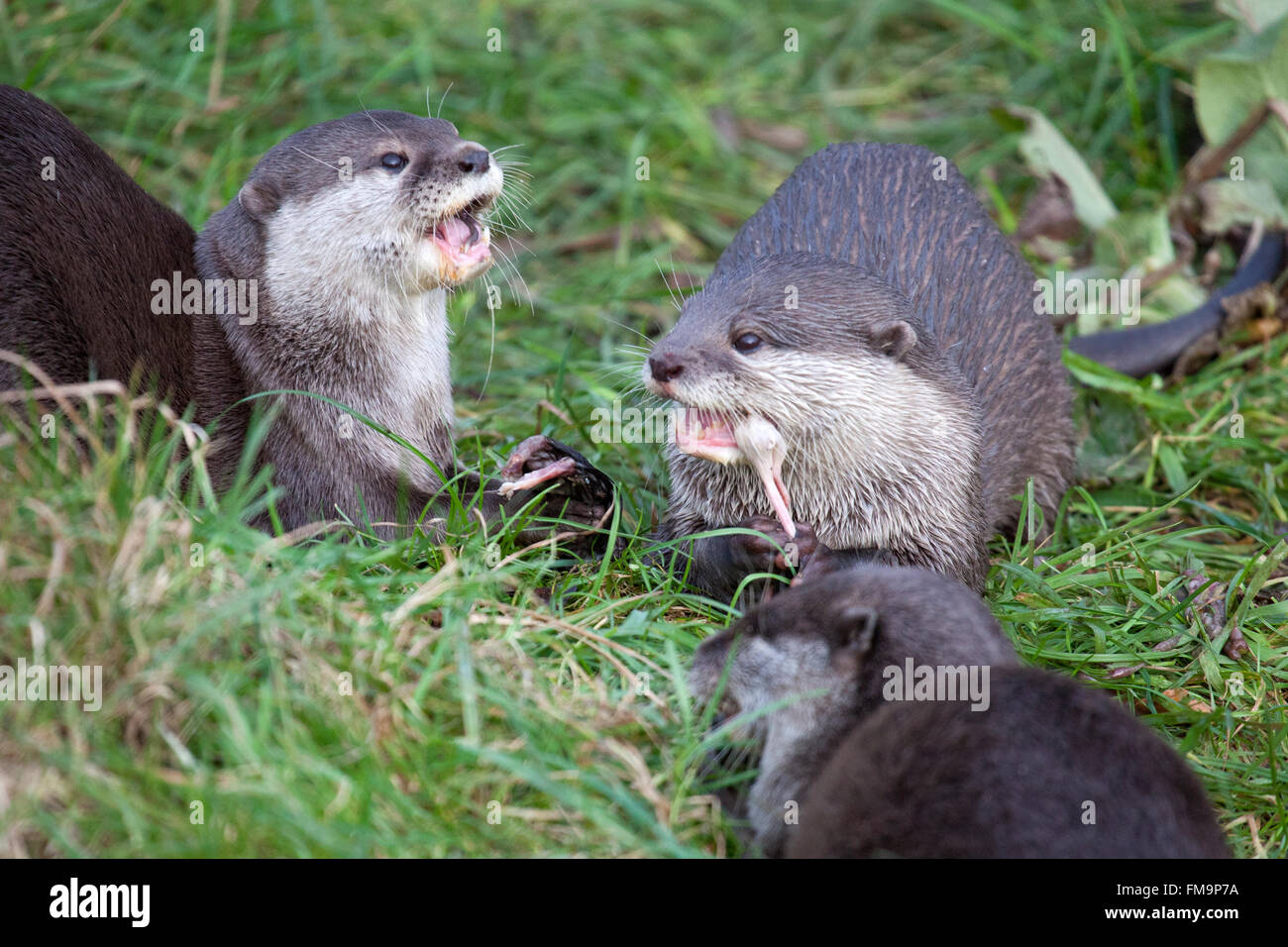 Oriental piccola artigliato lontre di mangiare la loro preda Foto Stock