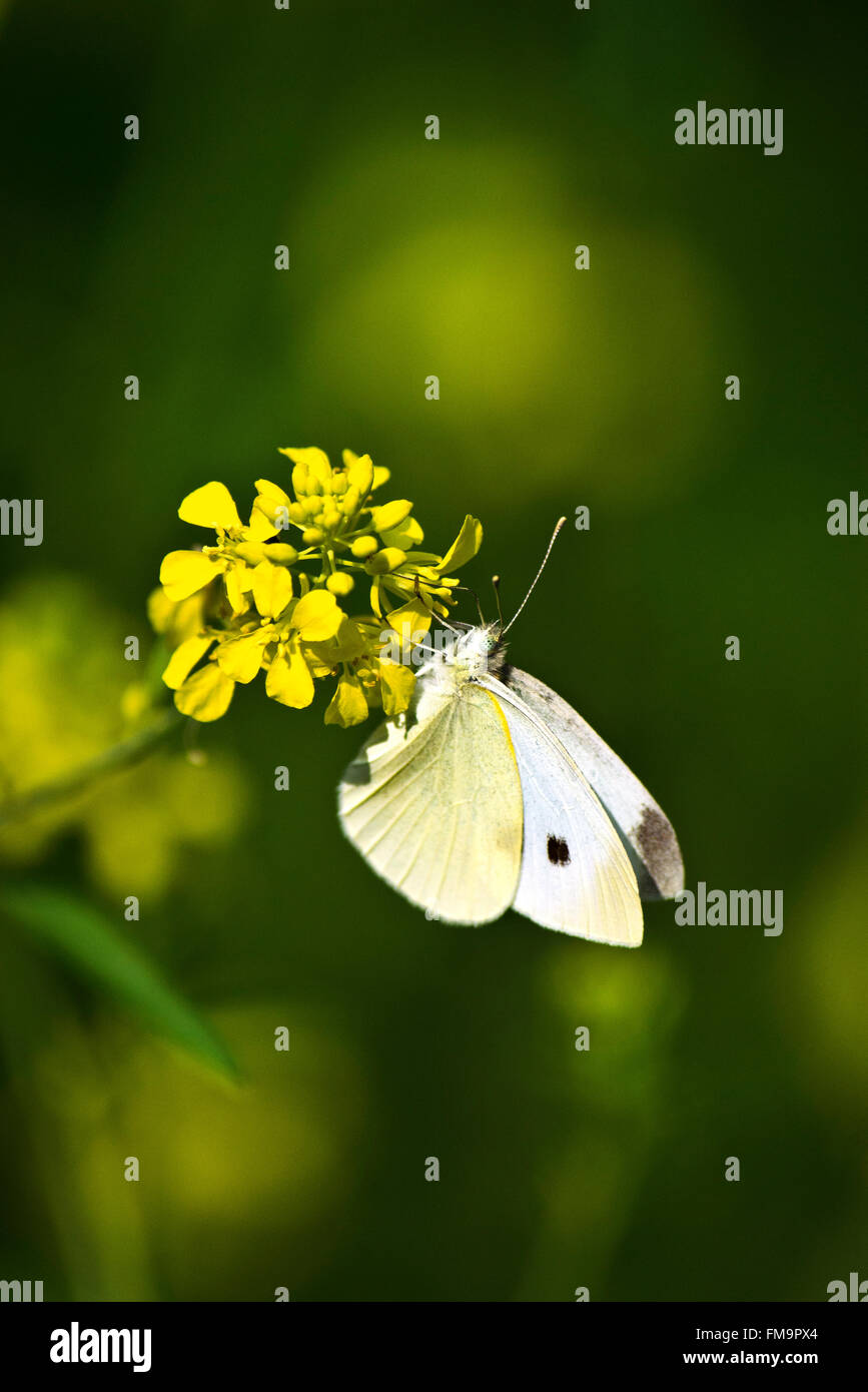 Il cavolo bianco Butterfly con alette di alimentazione chiuso in un colorato giallo fiore nel giardino estivo. Foto Stock
