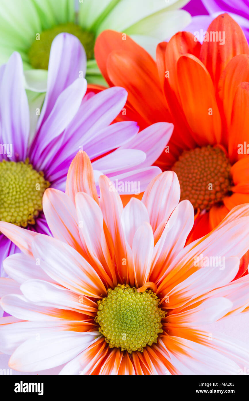 Chiudere il gruppo di coloratissimi fiori di primavera in colori pastello per un concetto di primavera Foto Stock