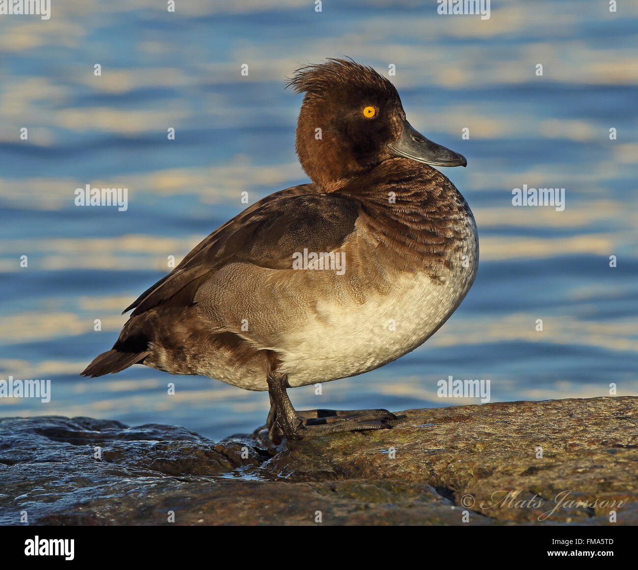 Anatra Tufted femmina, riposante su roccia, sfondo d'acqua Foto Stock