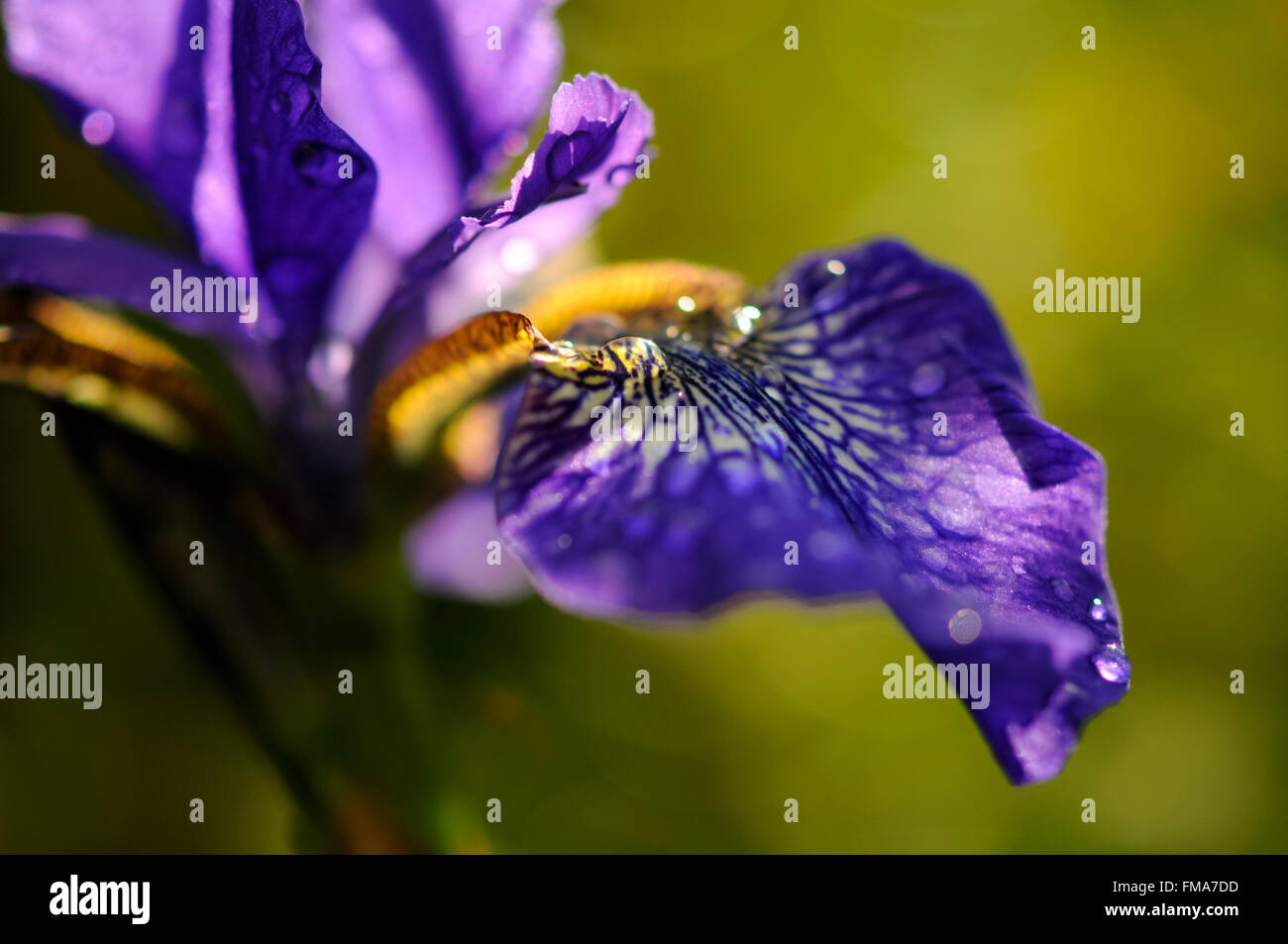 Blu Iris Sibirica fiore con estate la luce del sole proveniente attraverso i petali. Foto Stock