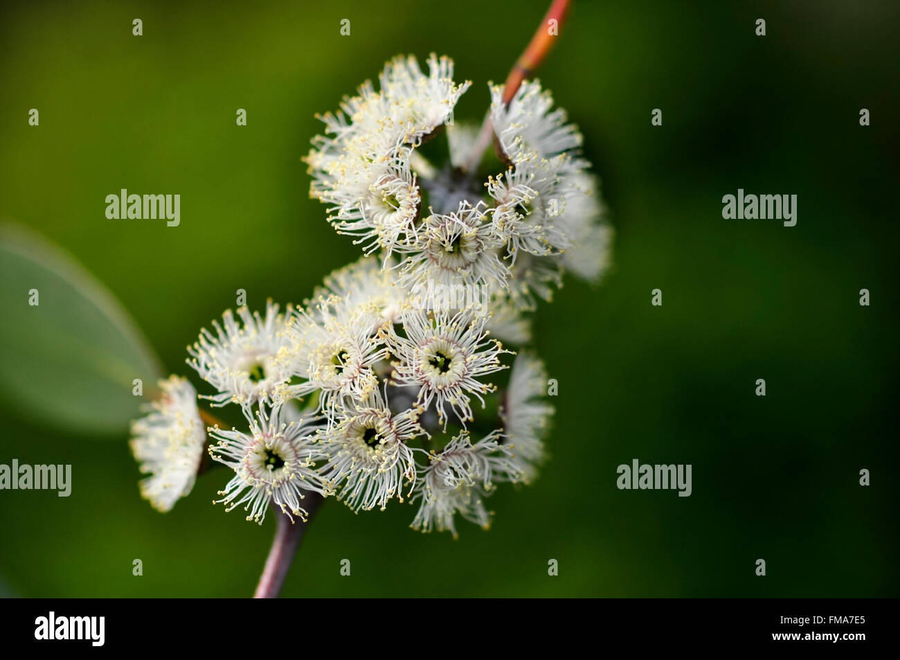 Eucalipto debeuzevillei fioritura. Close up dei grappoli di fiori bianchi. Foto Stock