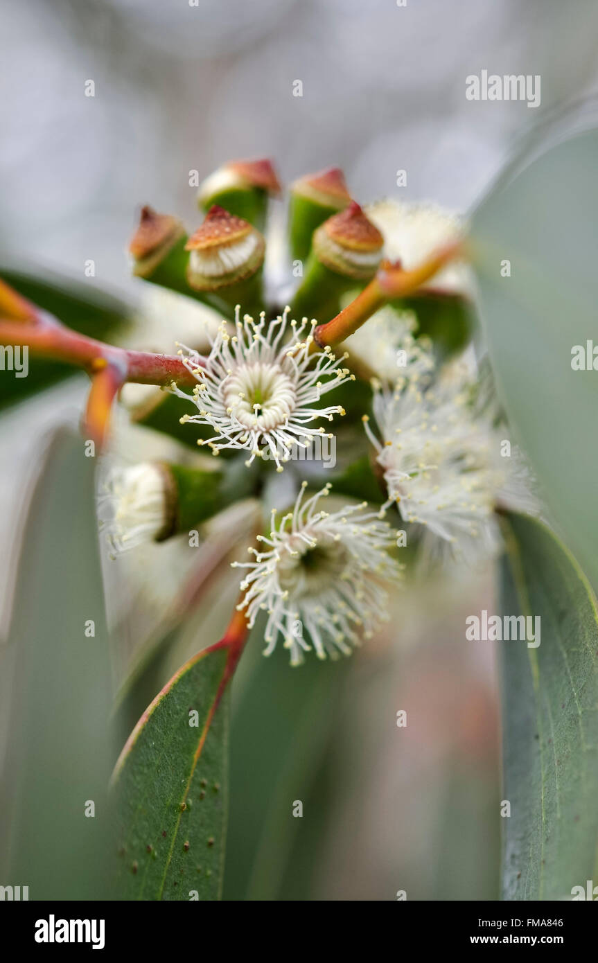Eucalipto debeuzevillei fioritura. Close up dei grappoli di fiori bianchi. Foto Stock