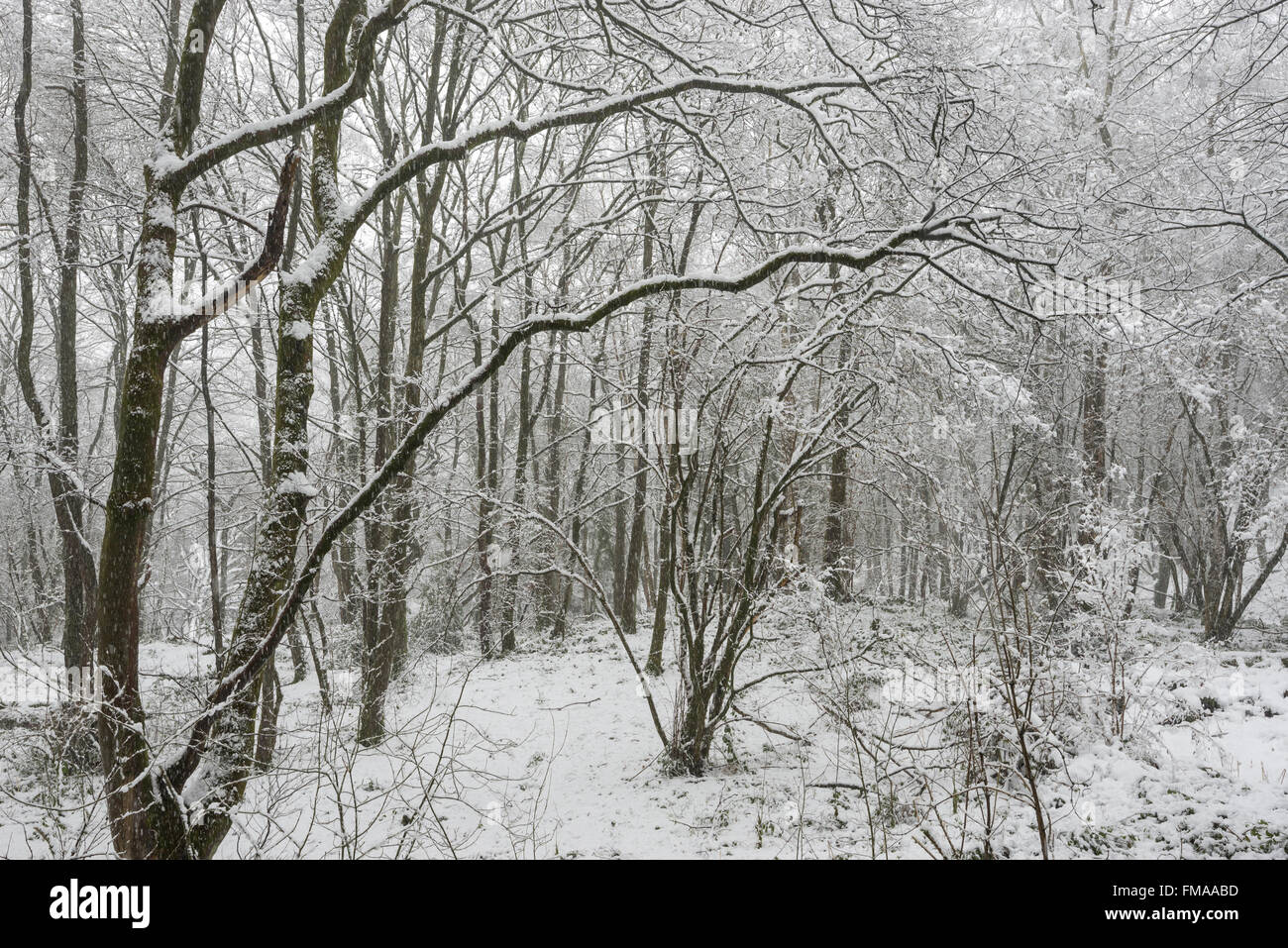 Massa di neve laden filiali in un bosco inglese su un bellissimo fine inverni di giorno. Foto Stock