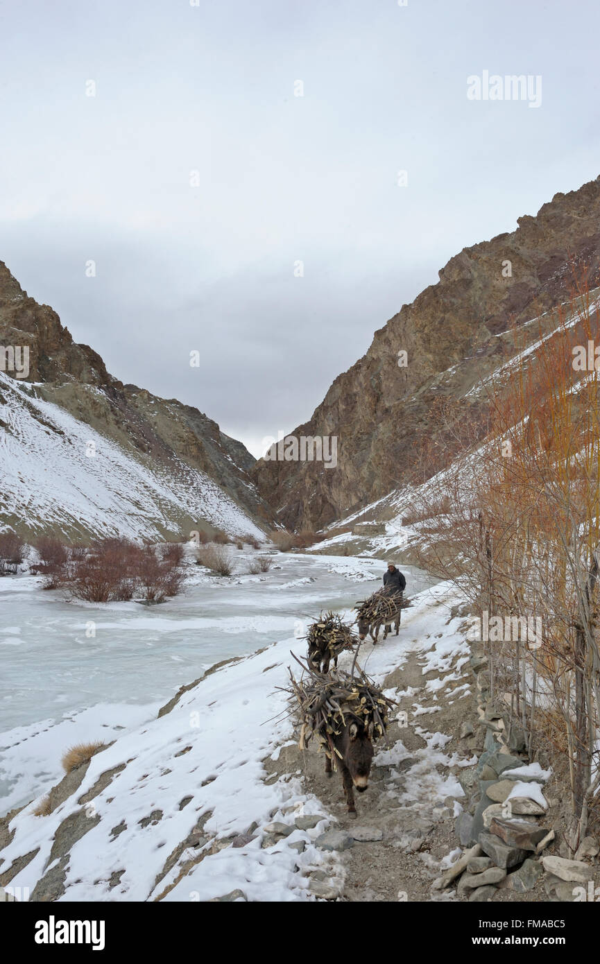 Pony di montagna, bestia da soma, il trasporto del carico e camminare attraverso un flusso di congelati nella brulla trans-montagna himalayana di Foto Stock