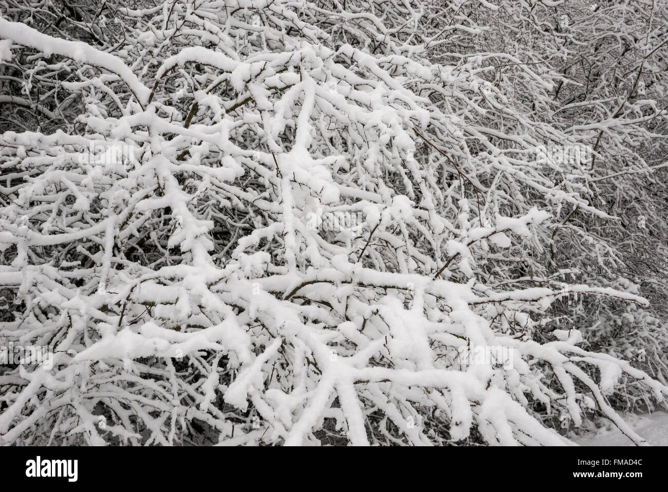 I rami carichi di neve. Foto Stock