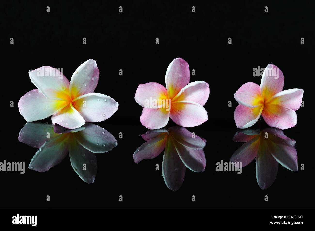 Centro termale, bellezza e il concetto di benessere - fiori di frangipani e riflessione con sfondo scuro. Foto Stock