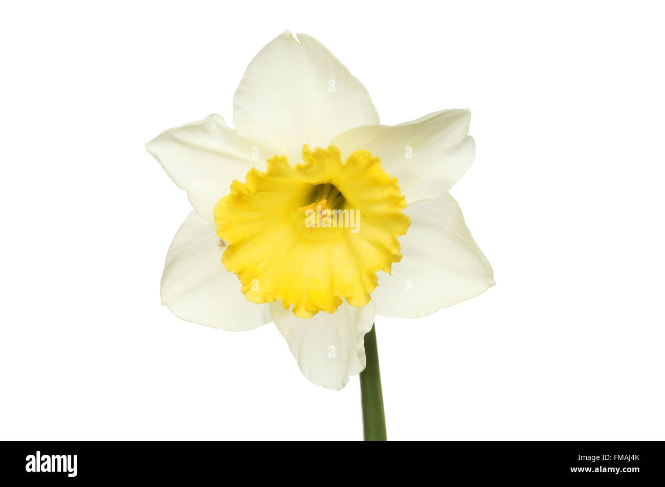 Il bianco e il giallo daffodil flower isolata contro bianco Foto Stock