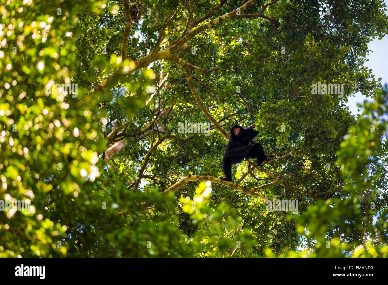 Francia, Guyana Guyana Francese Parco amazzonico, area cardiaca, Camopi, rosso-di fronte spider monkey (Ateles paniscus) nella tettoia, su Foto Stock