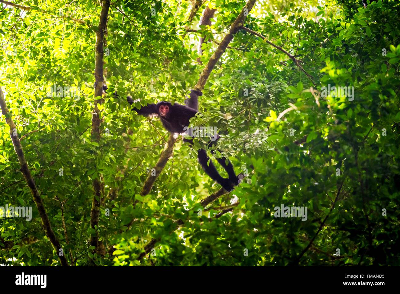 Francia, Guyana Guyana Francese Parco amazzonico, area cardiaca, Camopi, rosso-di fronte spider monkey (Ateles paniscus) nella tettoia, su Foto Stock