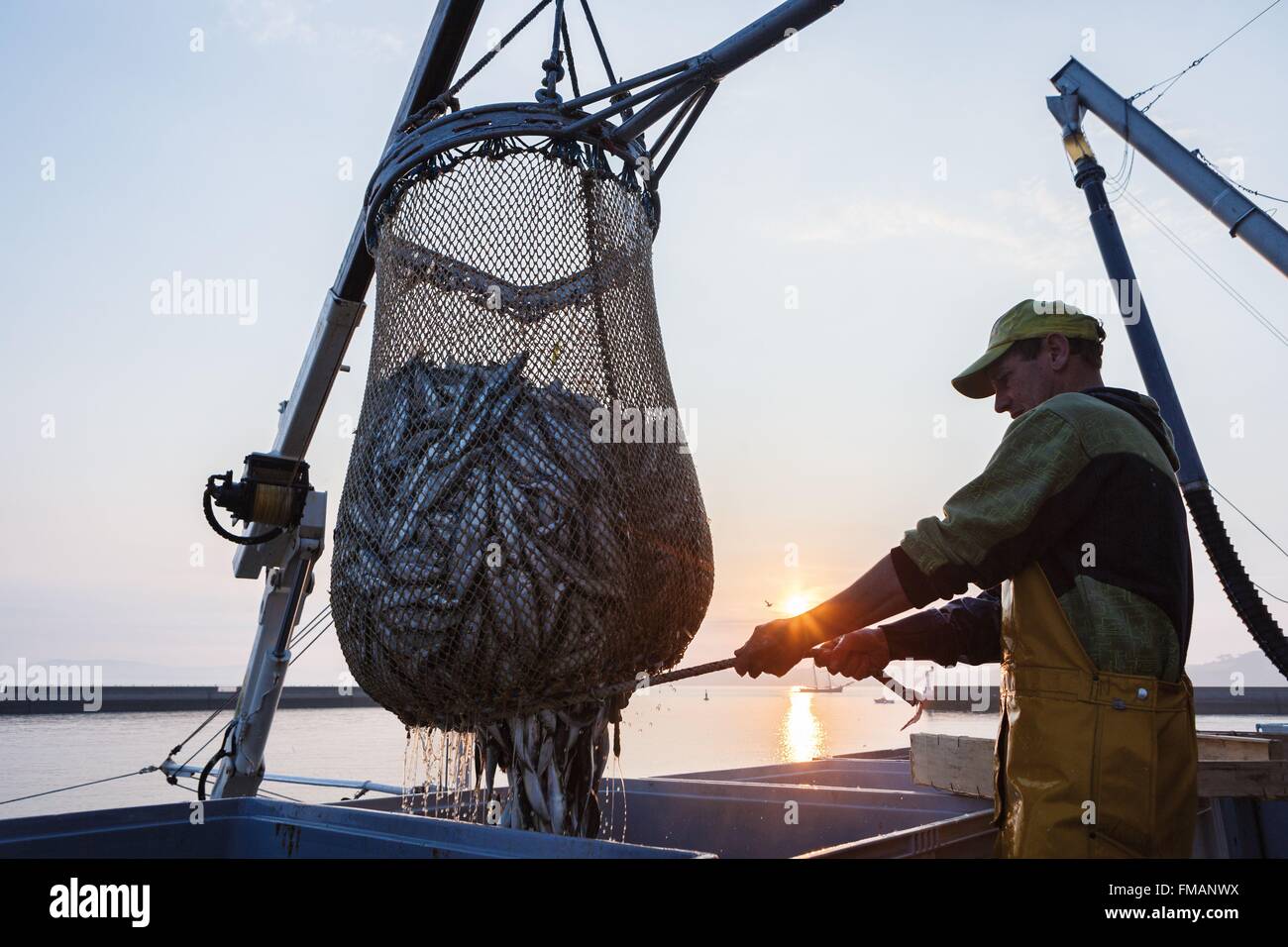 Francia, Finisterre, DOUARNENEZ, stadio di vita marina, lo scarico di una completa rete da pesca Foto Stock