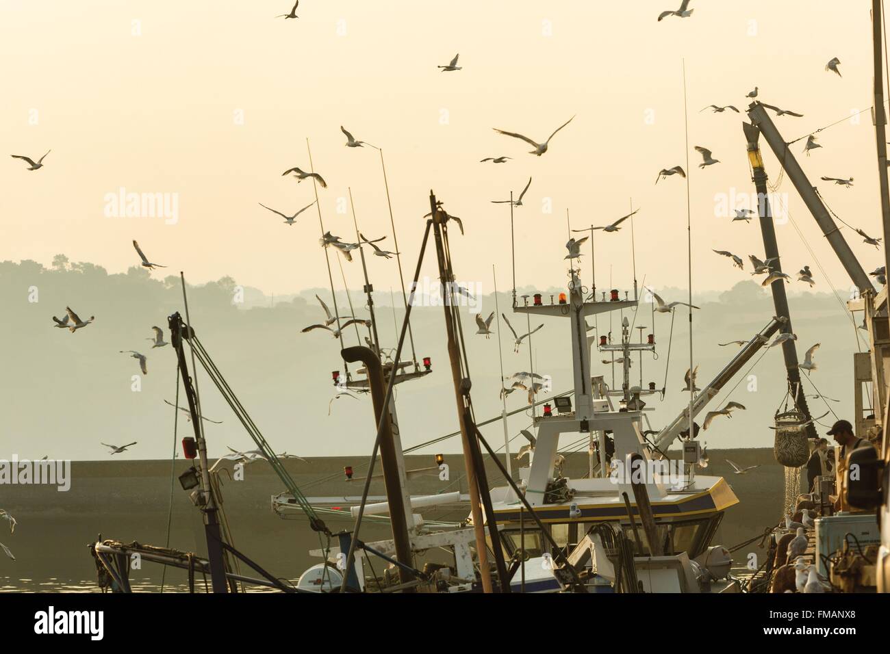 Francia, Finisterre, DOUARNENEZ, gabbiani sorvolano trawler lo scarico di pesce al porto Foto Stock