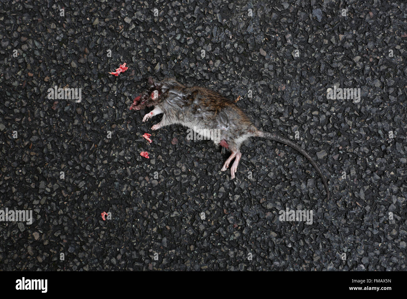 Street rat immagini e fotografie stock ad alta risoluzione - Alamy