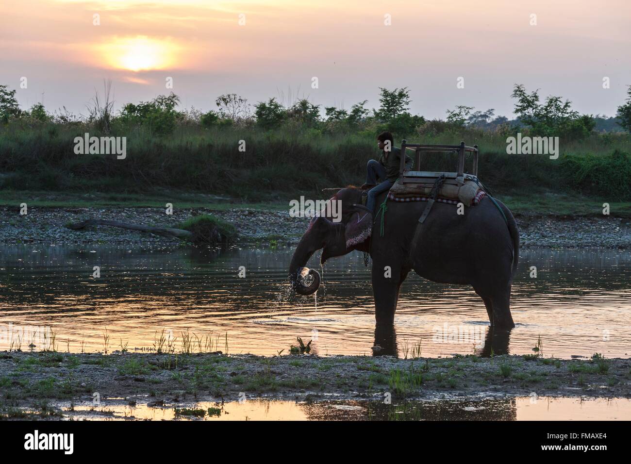 Il Nepal, zona Narayani, Sauraha, Chitwan il parco nazionale sono classificati come patrimonio mondiale dall' UNESCO, elefante conducente sul suo elefante a Foto Stock