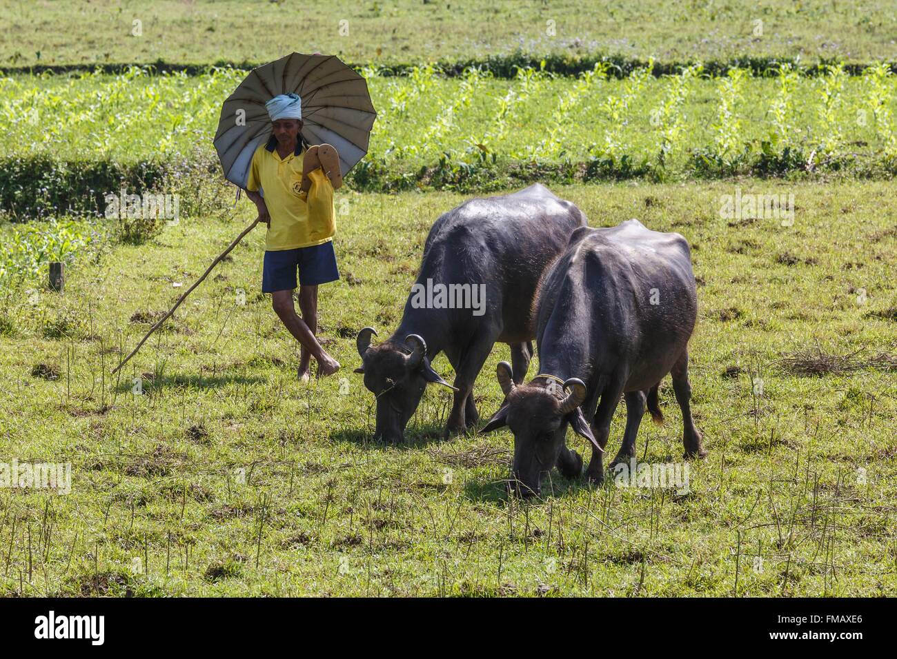 Il Nepal, zona Narayani, Sauraha, due bufali e il pastore Foto Stock