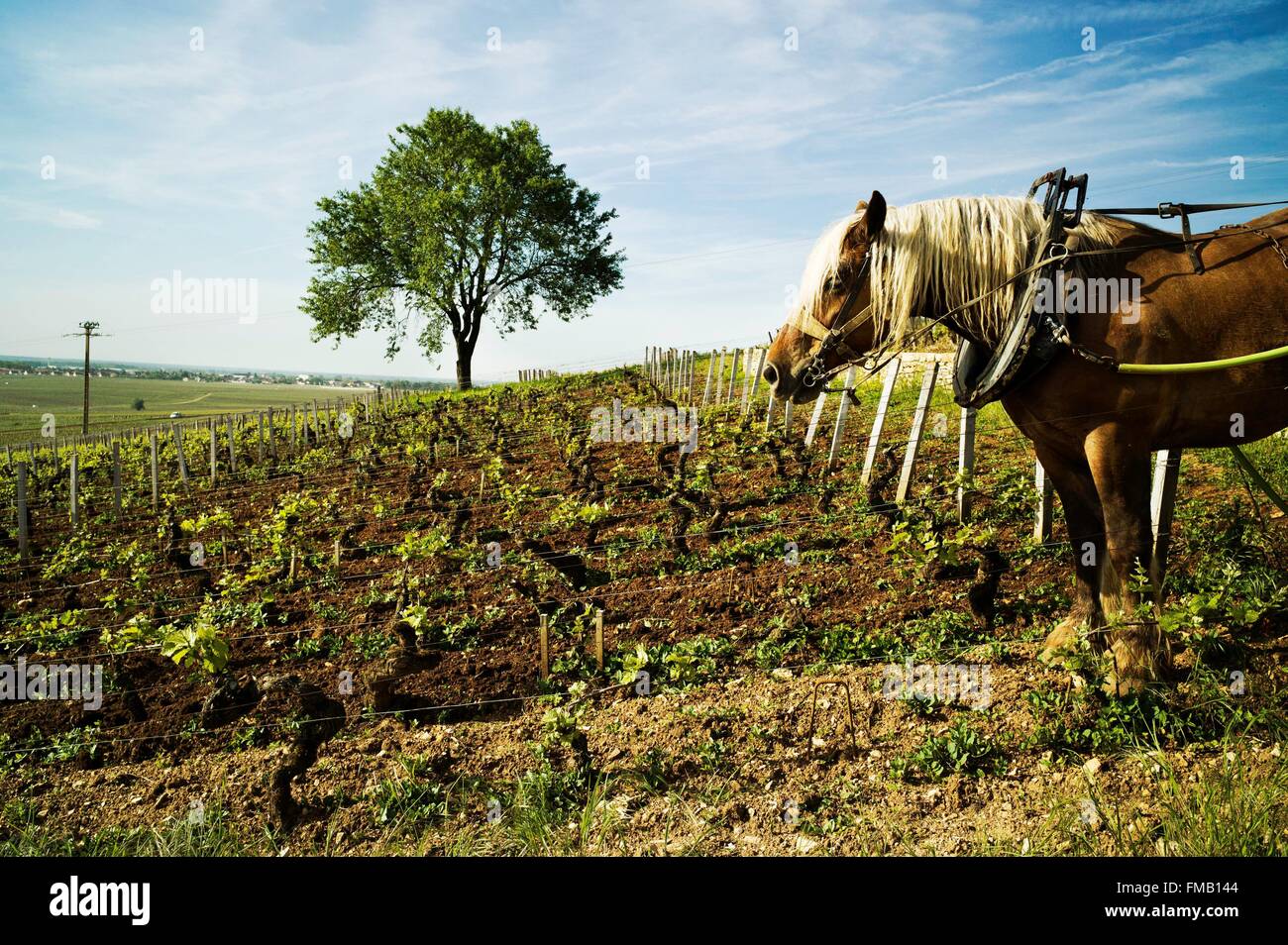 Francia, Cote d'Or, Vosne Romanée, il percorso turistico dei Grands Crus de Bourgogne, Climats, terroir di Borgogna elencati come Foto Stock