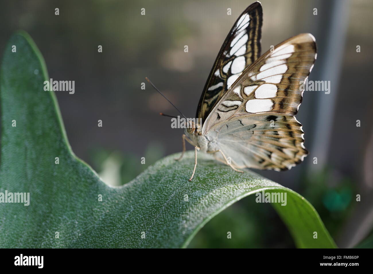 Un primo piano di una farfalla appoggiata su una foglia Foto Stock