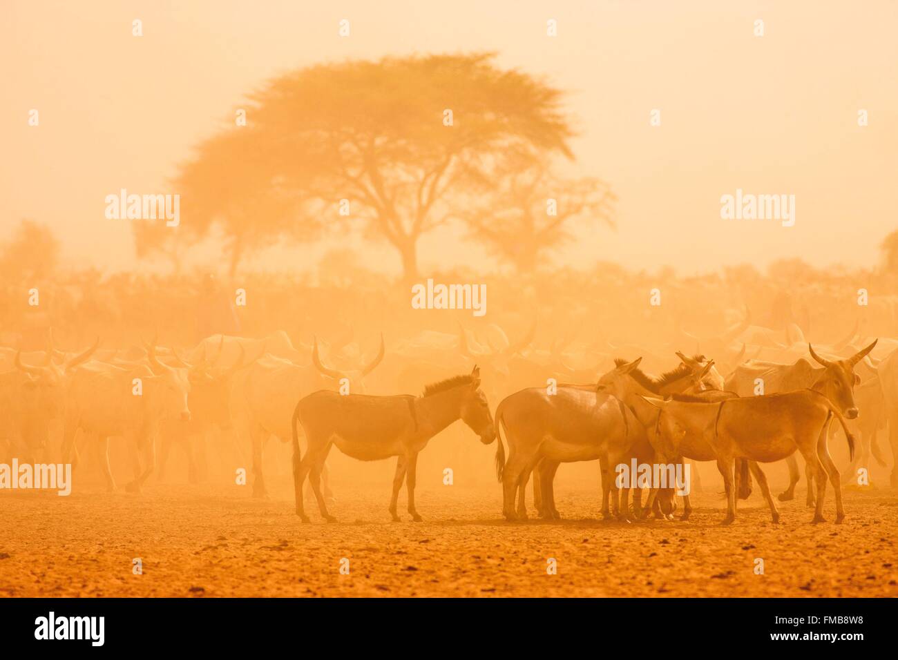 Il Senegal, il Sahel, regione Ferlo, Widou Thiengoly, zebù bovini e asini in polvere Foto Stock