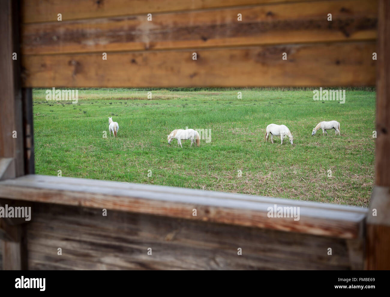 I cavalli in Espais Naturals del Delta de Llobregat. El Prat de Llobregat,Catalogna,Spagna. Foto Stock