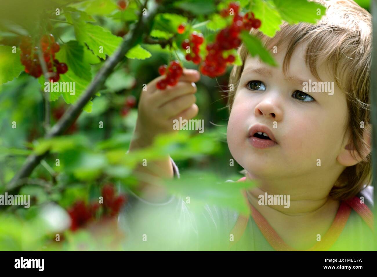 Francia, Haute Saône, Vouhenans, frutteto, 2 anni ragazza raccolta uva spina Foto Stock