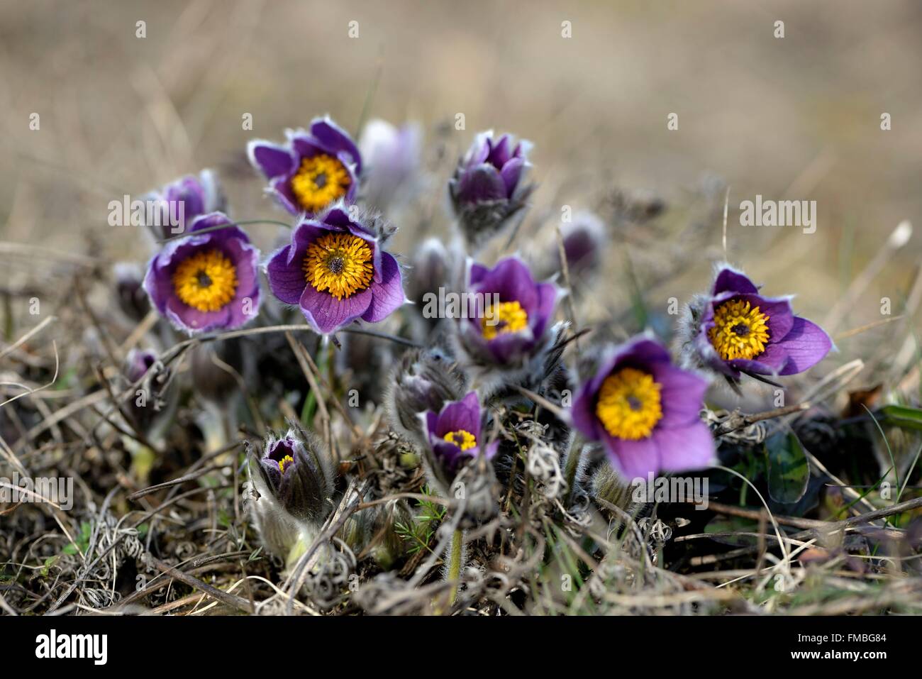 Francia, Haut Rhin, Westhalten, colle secco di Strangenberg, Pulsatilla vulgaris, fiori Foto Stock