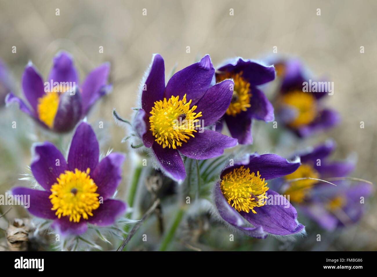 Francia, Haut Rhin, Westhalten, colle secco di Strangenberg, Pulsatilla vulgaris, fiori Foto Stock