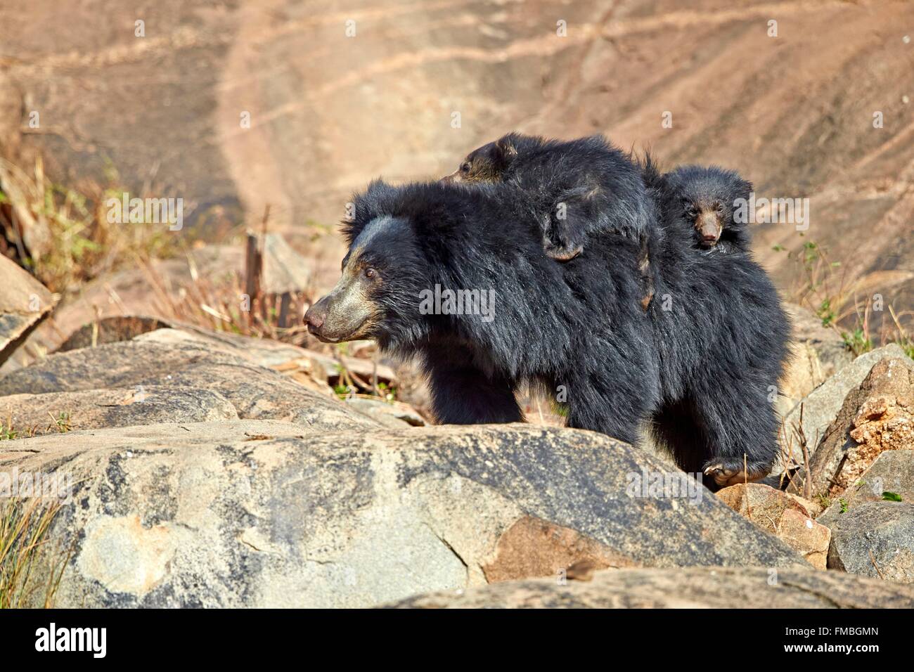 India, nello stato di Karnataka, Sandur Mountain Range, Sloth bear (Melursus ursinus), madre con bambino, madre portando i neonati sul Foto Stock