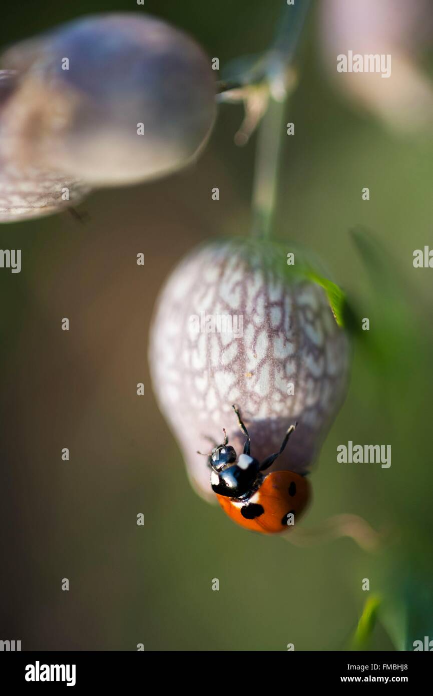 Francia, Loire, 7 punti coccinella (Coccinella septempunctata) Foto Stock