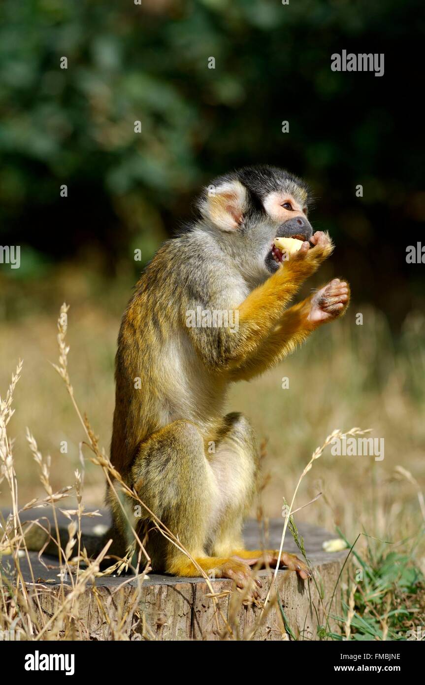 Scimmia di scoiattolo comune, comune di Scimmia di scoiattolo (Saimiri sciureus) Foto Stock
