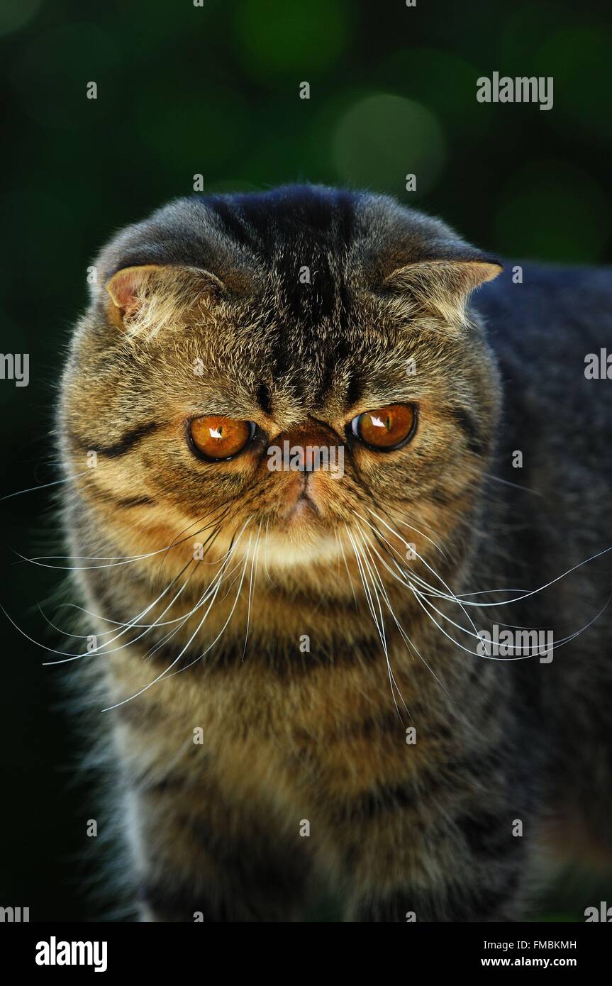 Cat (Felis silvestris catus), Exotic Shorthair Foto Stock