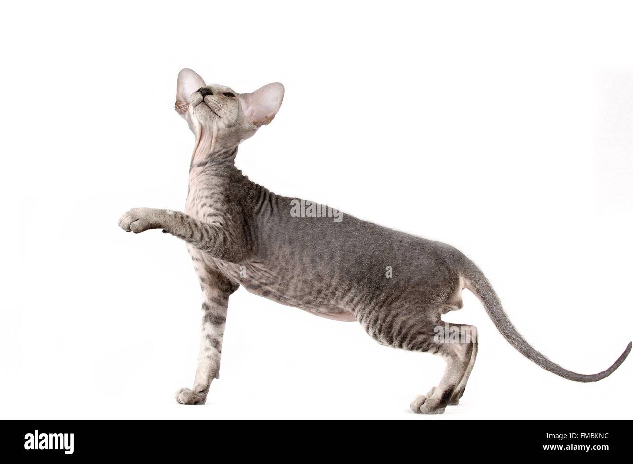 Cat (Felis silvestris catus), Peterbald Foto Stock