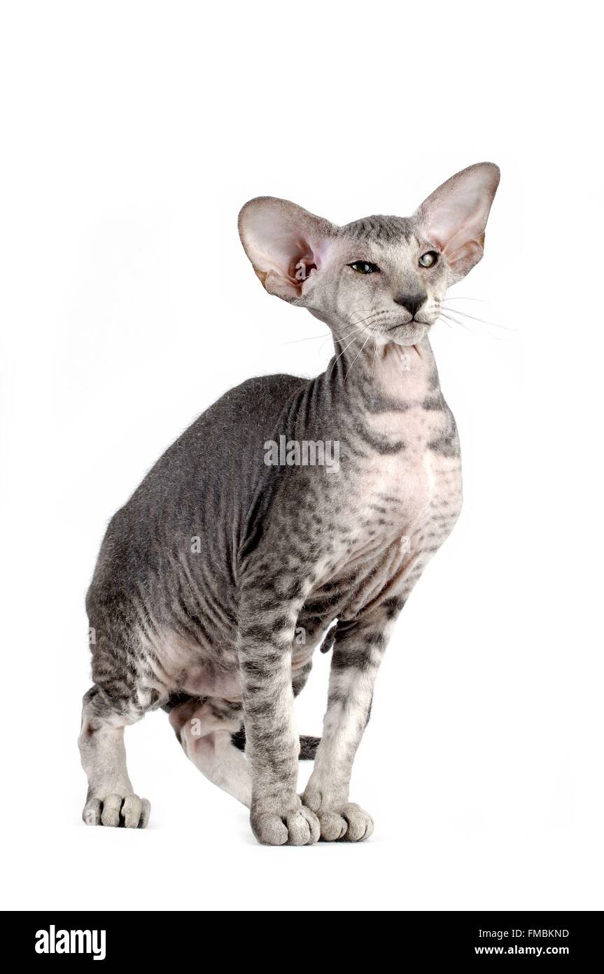 Cat (Felis silvestris catus), Peterbald Foto Stock