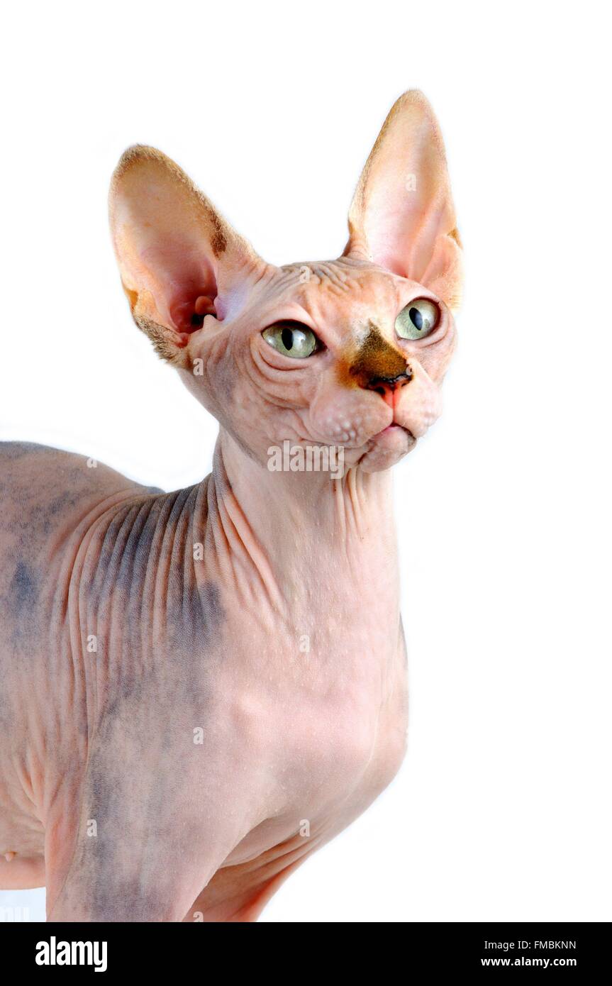 Cat (Felis silvestris catus), Sphynx Foto Stock