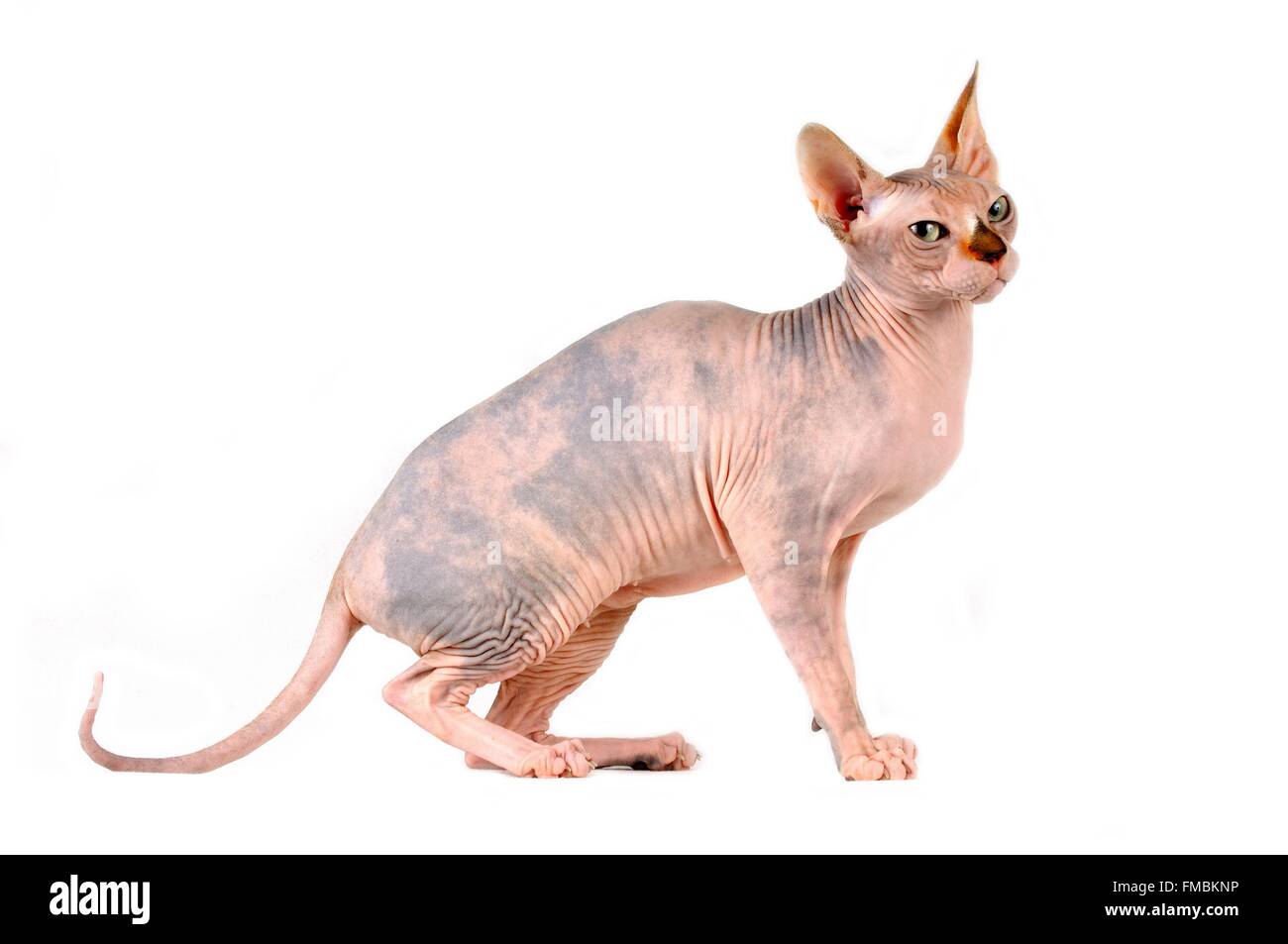 Cat (Felis silvestris catus), Sphynx Foto Stock
