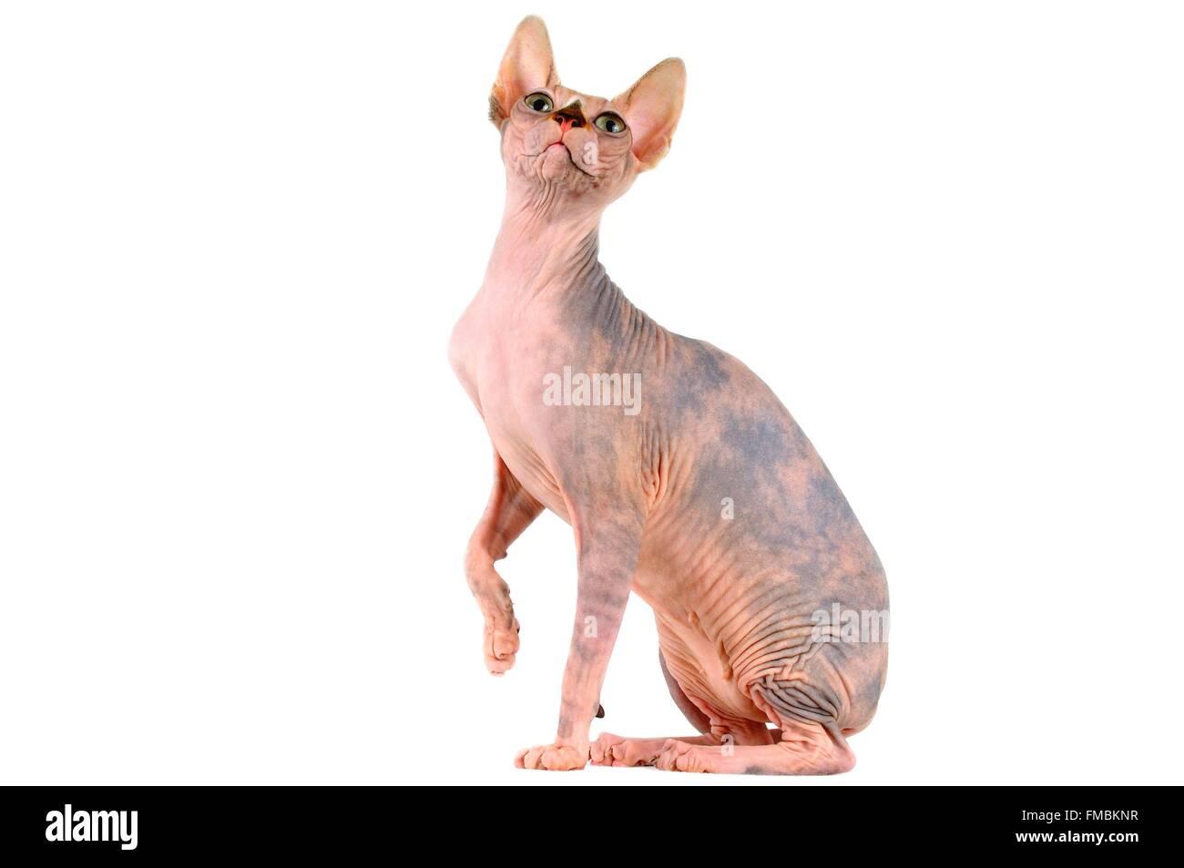 Cat (Felis silvestris catus), Sphynx Foto Stock
