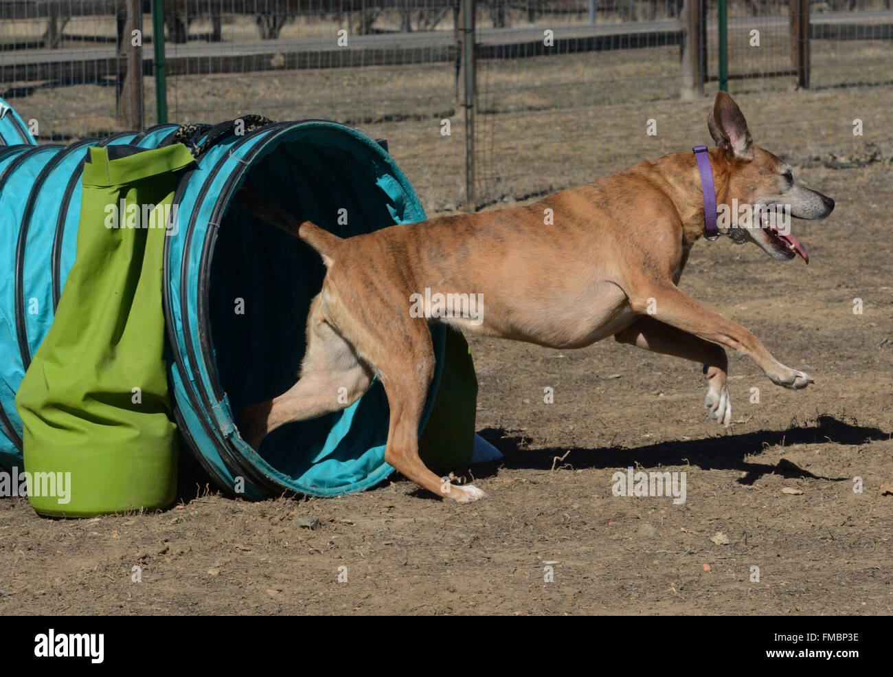 Dog agilità: i vecchi boxer di razza mista fare in esecuzione tramite il tunnel Foto Stock