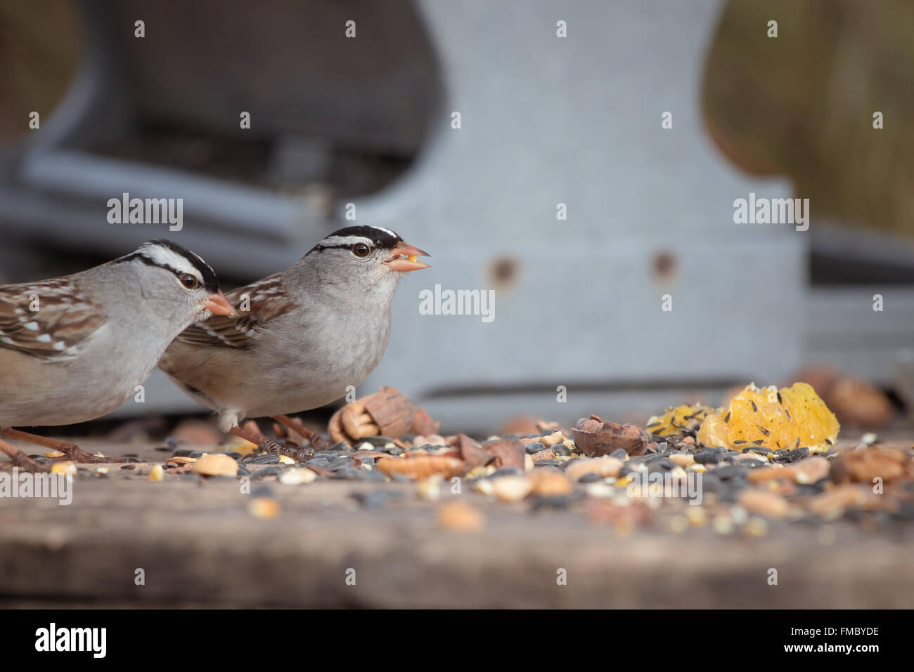 White Crowned passeri a alimentatore. Foto Stock