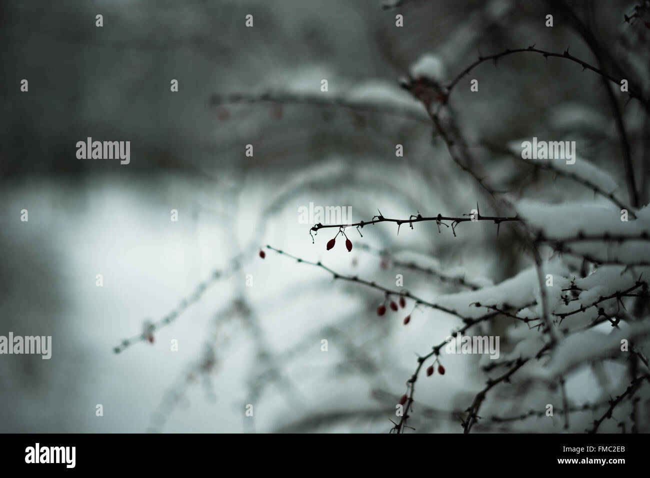Passeggiata invernale, Hagebutte, inverno a Berlino, Volkspark Friedrichshain, Foto Stock