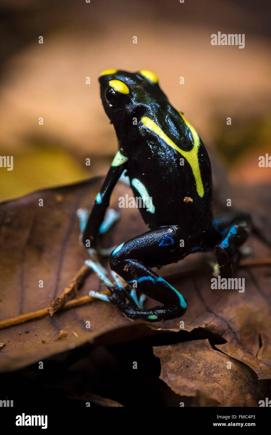 Francia, Guyana Guyana Francese Parco amazzonico, area cardiaca, Camopi, Dendrobates tinctorius sul Monte Itoupe (830 m), il secondo Foto Stock