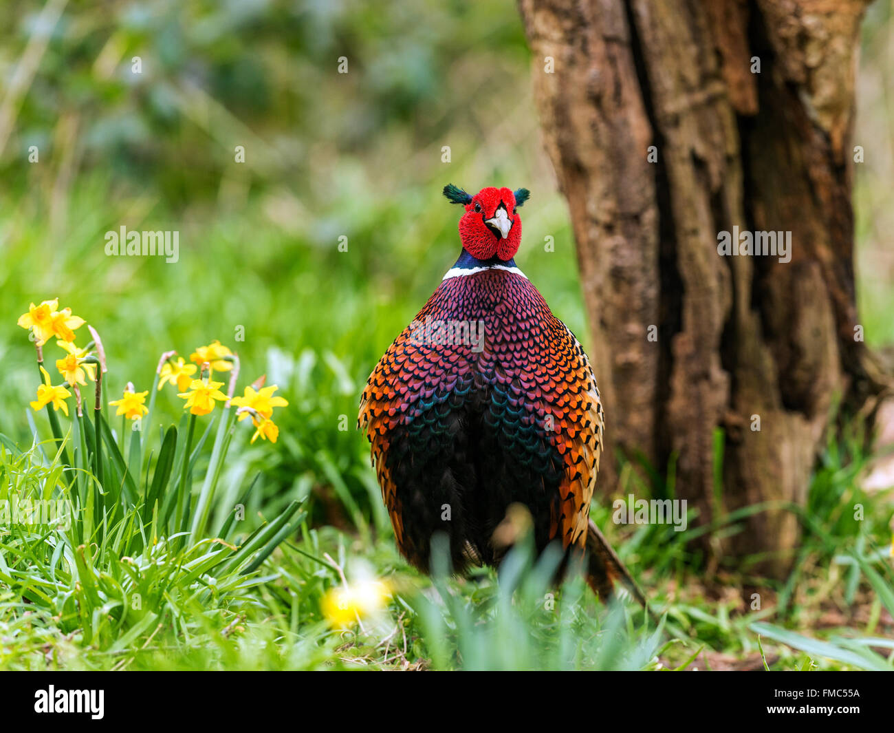 Bella Corona britannica a collo (Fagiano Phasianus colchicus) rovistando nel bosco naturale foresta impostazione. Foto Stock