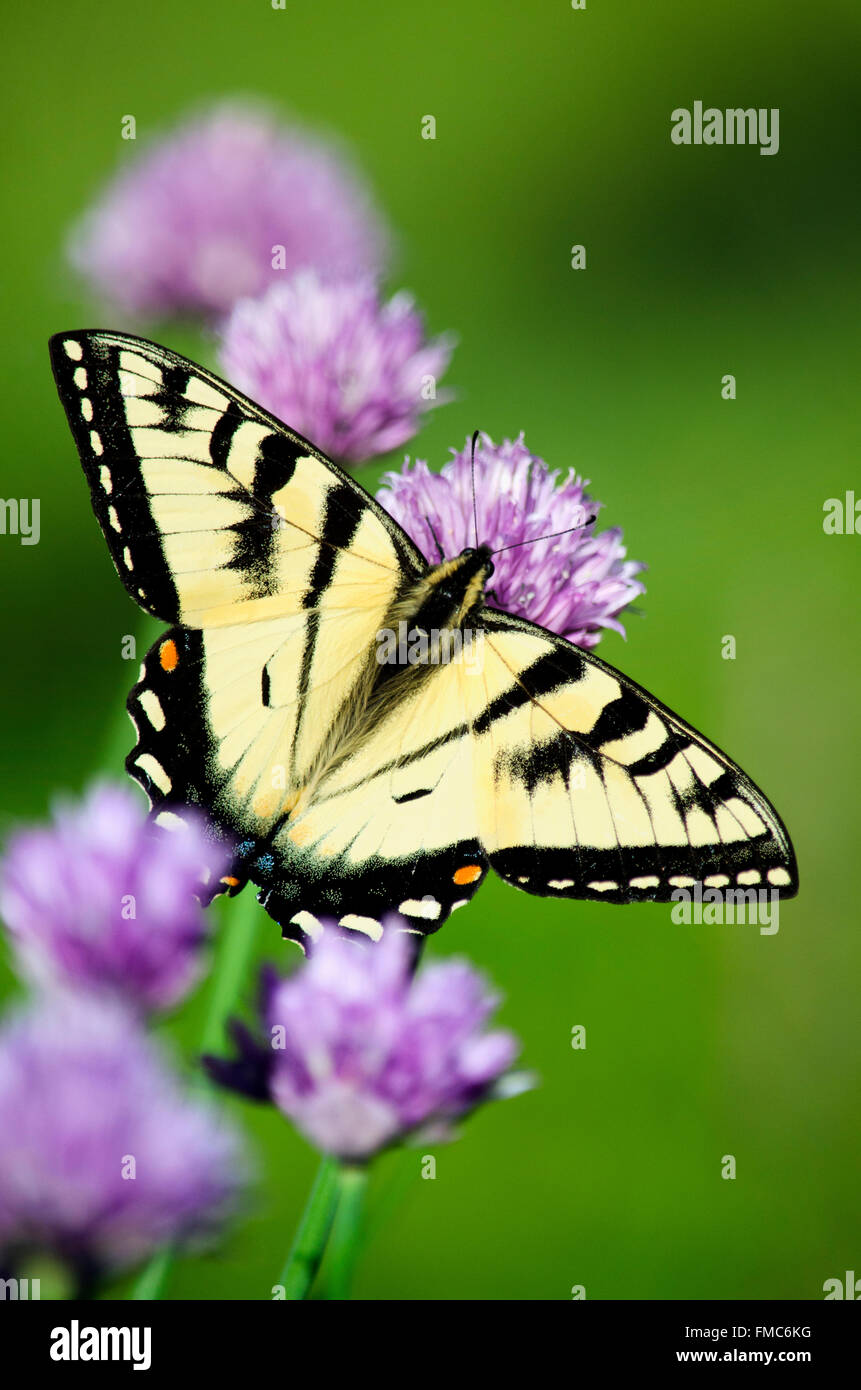 Tigre orientale a coda di rondine di alimentazione a farfalla su erba cipollina viola nel giardino estivo. Foto Stock