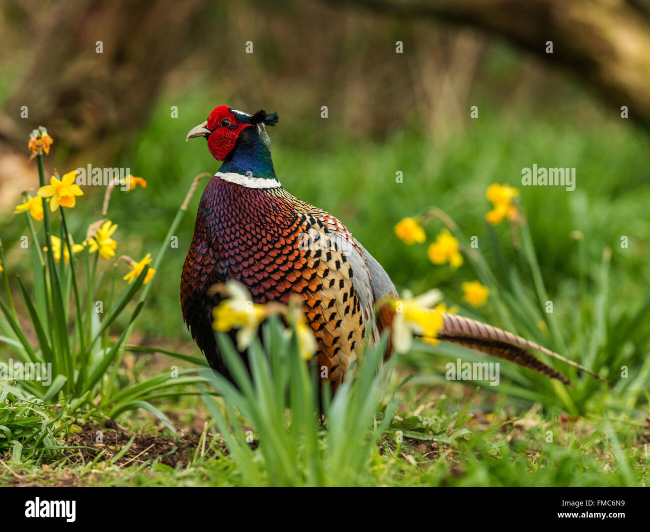 Bella Corona britannica a collo (Fagiano Phasianus colchicus) rovistando nel bosco naturale foresta impostazione. Foto Stock