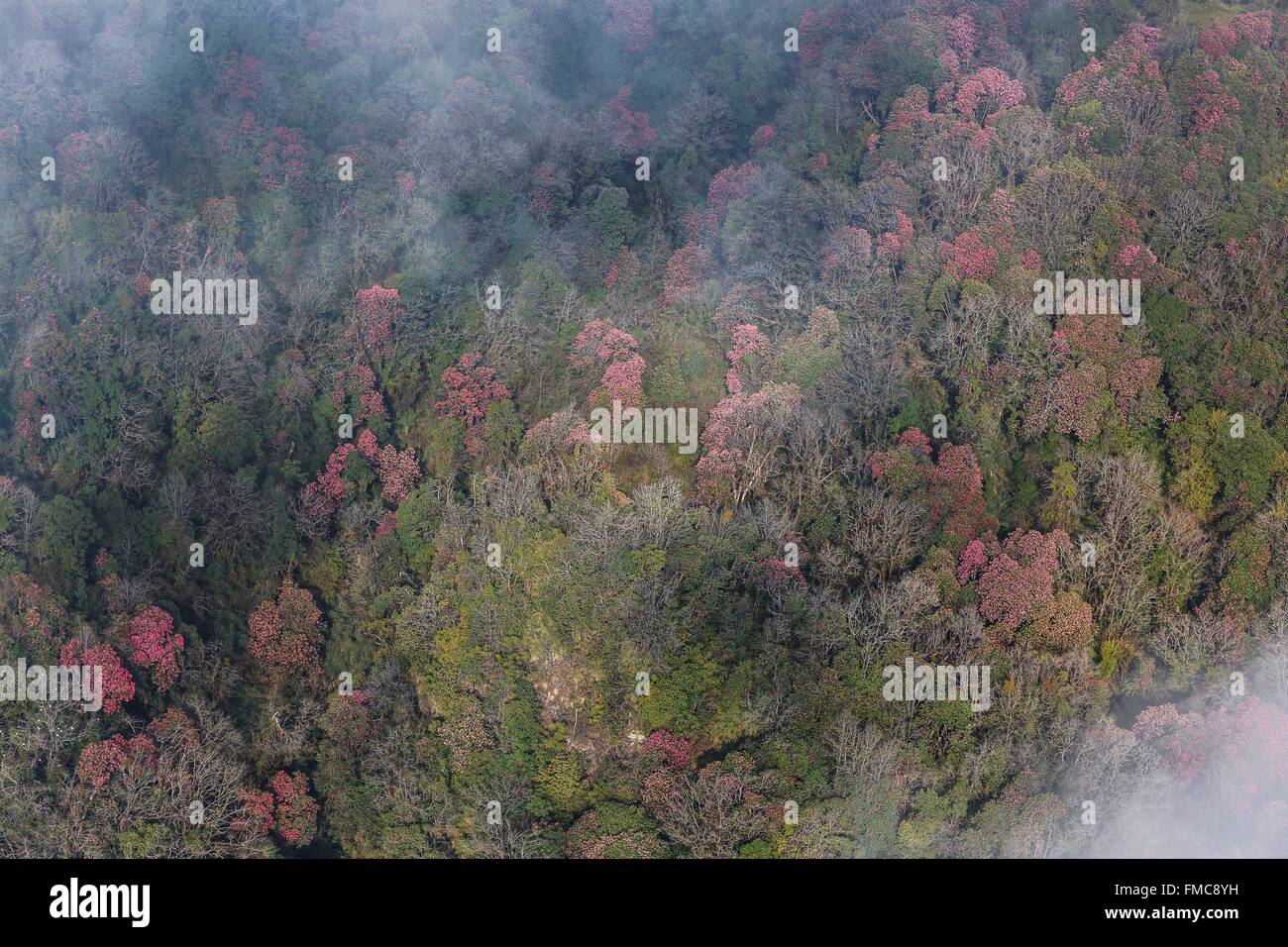 Il Nepal, Gandaki zona, Pokhara, collina di rododendri in fiori (vista aerea) Foto Stock