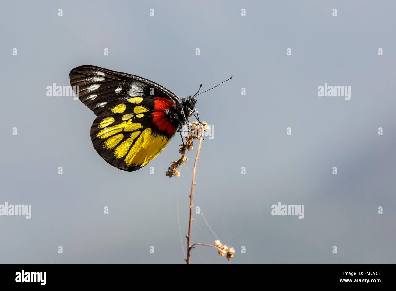 Il Nepal, zona di Bagmati, Nuwakot, Redbase Jezebel butterfly (Delias Pasithoe) Foto Stock