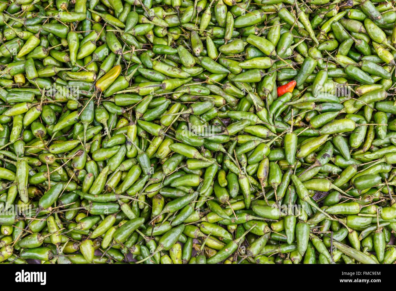 Il Nepal, zona di Bagmati, Bhaktapur, una red hot chili ed è circondato da verdi chilis Foto Stock